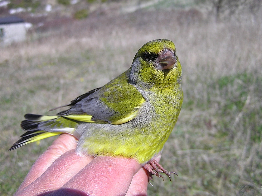 European Greenfinch, Sundre 20050513